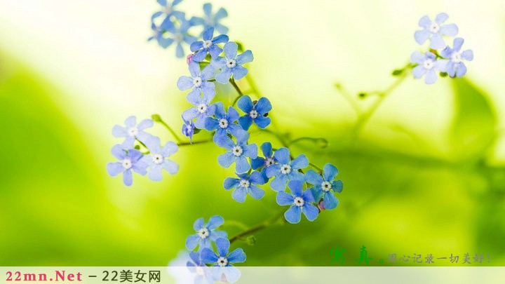 微距摄影作品之花瓣美