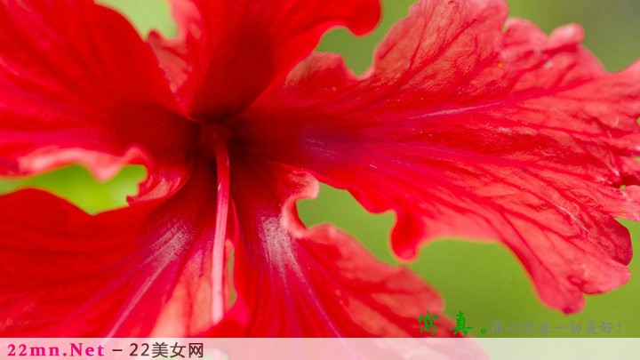 唯美植物花草树木图片大全12