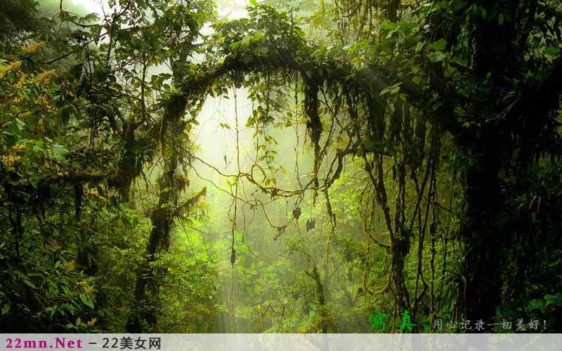最原始的森林公园美景4
